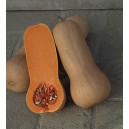 Butternut