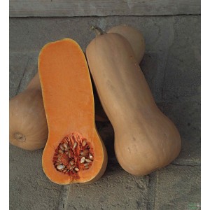 Butternut