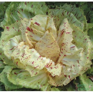 Di Castelfranco